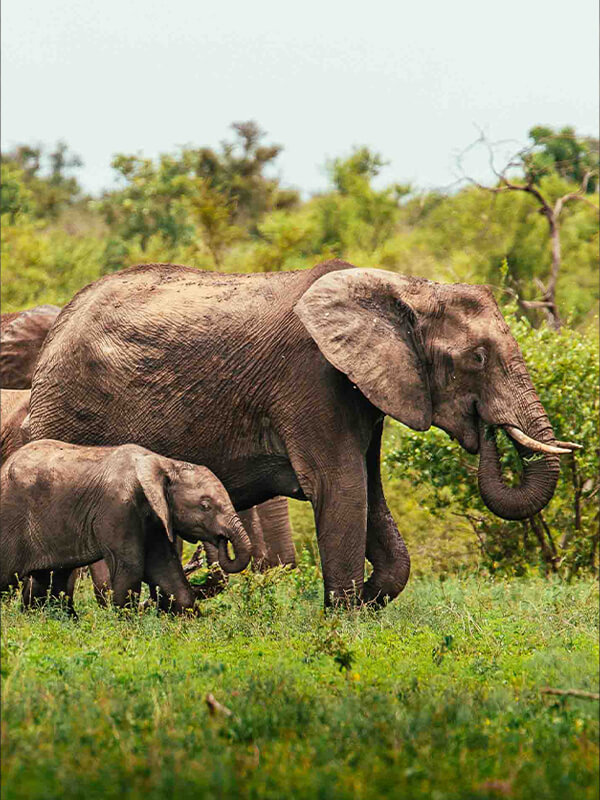 Photograph of a herd of elephants.